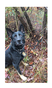 K-9 with located evidence (gun)