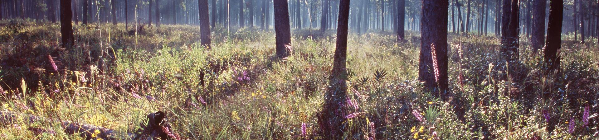 habitat habitat