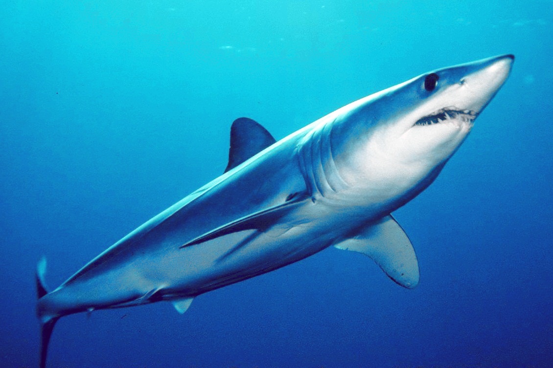 Mako Shart Mako Shark