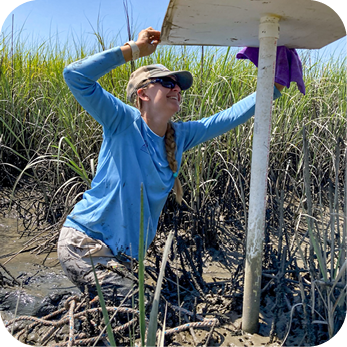 A female scientist wearing a blue long-sleeve shirt, sunglasses, and a baseball cap is working in a muddy coastal marsh. She is kneeling in the mud, surrounded by tall green marsh grass, and adjusting or inspecting a white monitoring station mounted on a pole. A purple cloth hangs from the station. The bright sunlight casts shadows, highlighting the texture of the mud and vegetation.