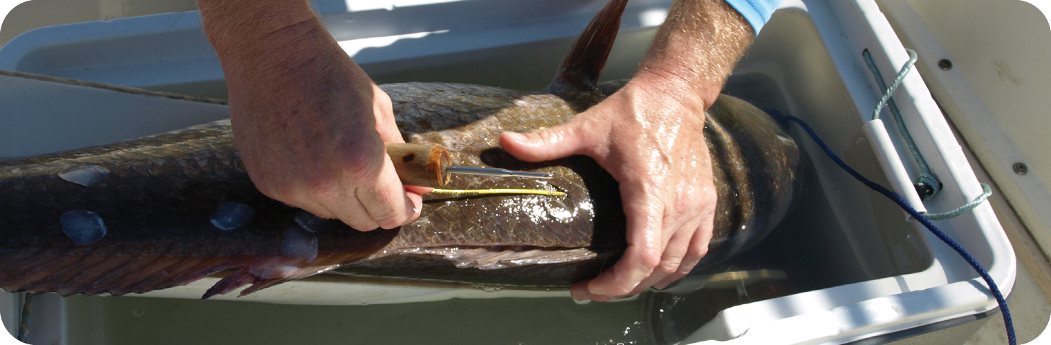 Cooperative Angler Tagging Project Cooperative Angler Tagging Project