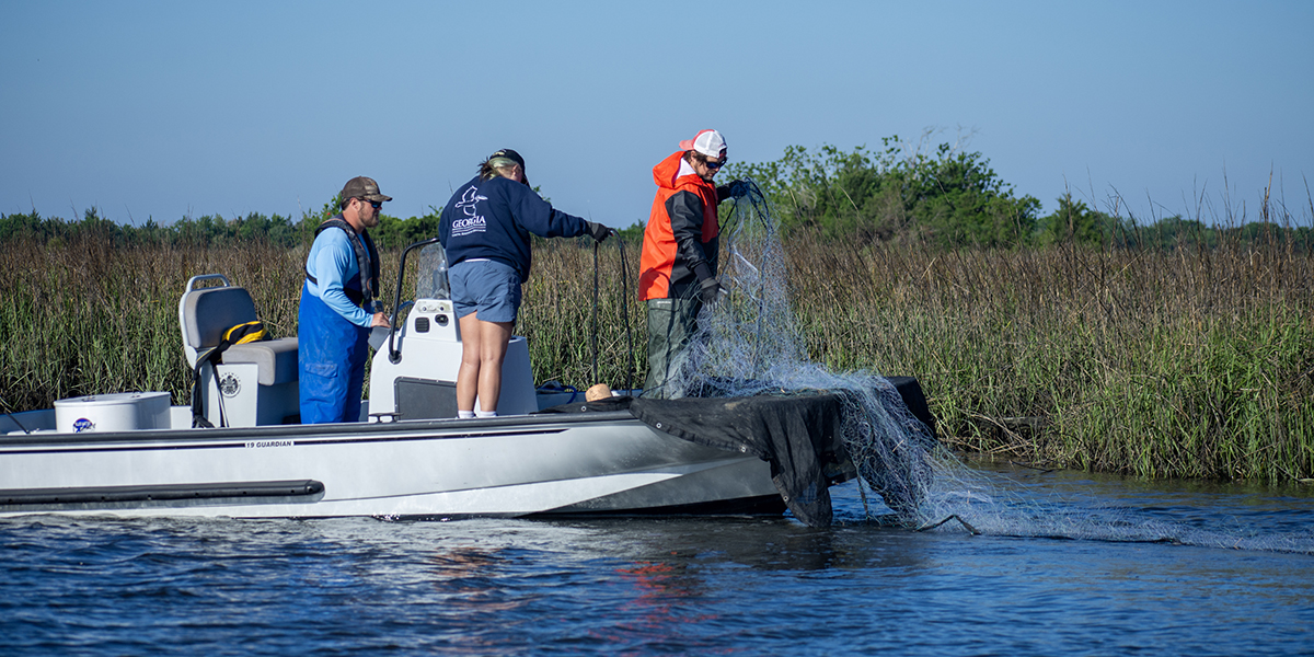 Three people aboard a small research boat deploy a large fishing net into the water along a coastal marsh. One person in orange rain gear handles the net while the others assist and monitor from the deck. The shoreline is lined with tall marsh grass under a clear blue sky. Three people aboard a small research boat deploy a large fishing net into the water along a coastal marsh. One person in orange rain gear handles the net while the others assist and monitor from the deck. The shoreline is lined with tall marsh grass under a clear blue sky.