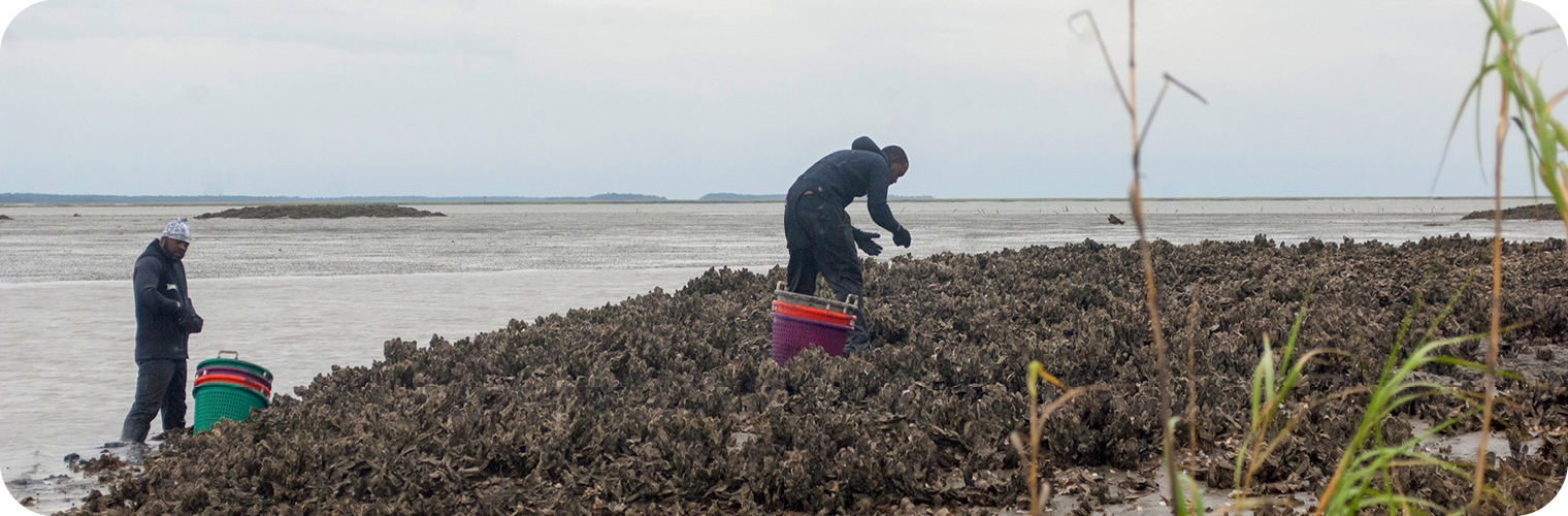 Shellfish & Water Quality Monitoring Shellfish & Water Quality Monitoring