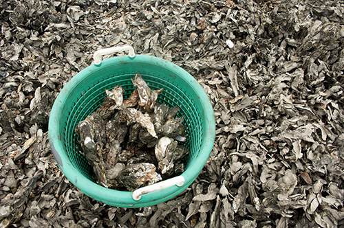 Oyster Harvest