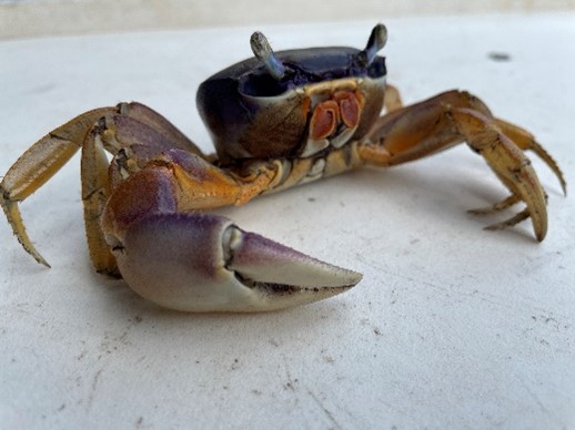 Blue Land Crab