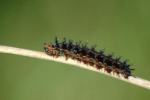 Common Buckeye Caterpillar