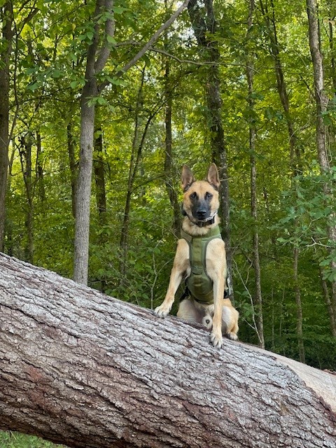 K-9 sitting on a downed tree.