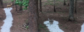 Three D Archery Range at Clarks Hill Wildlife Management Area