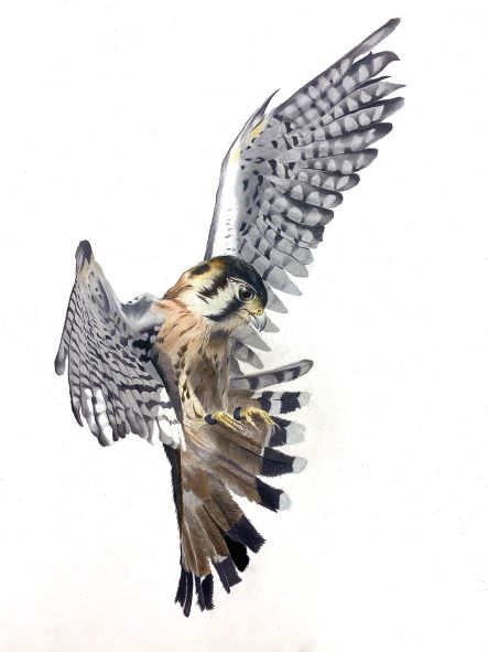 Drawing of an American Kestrel